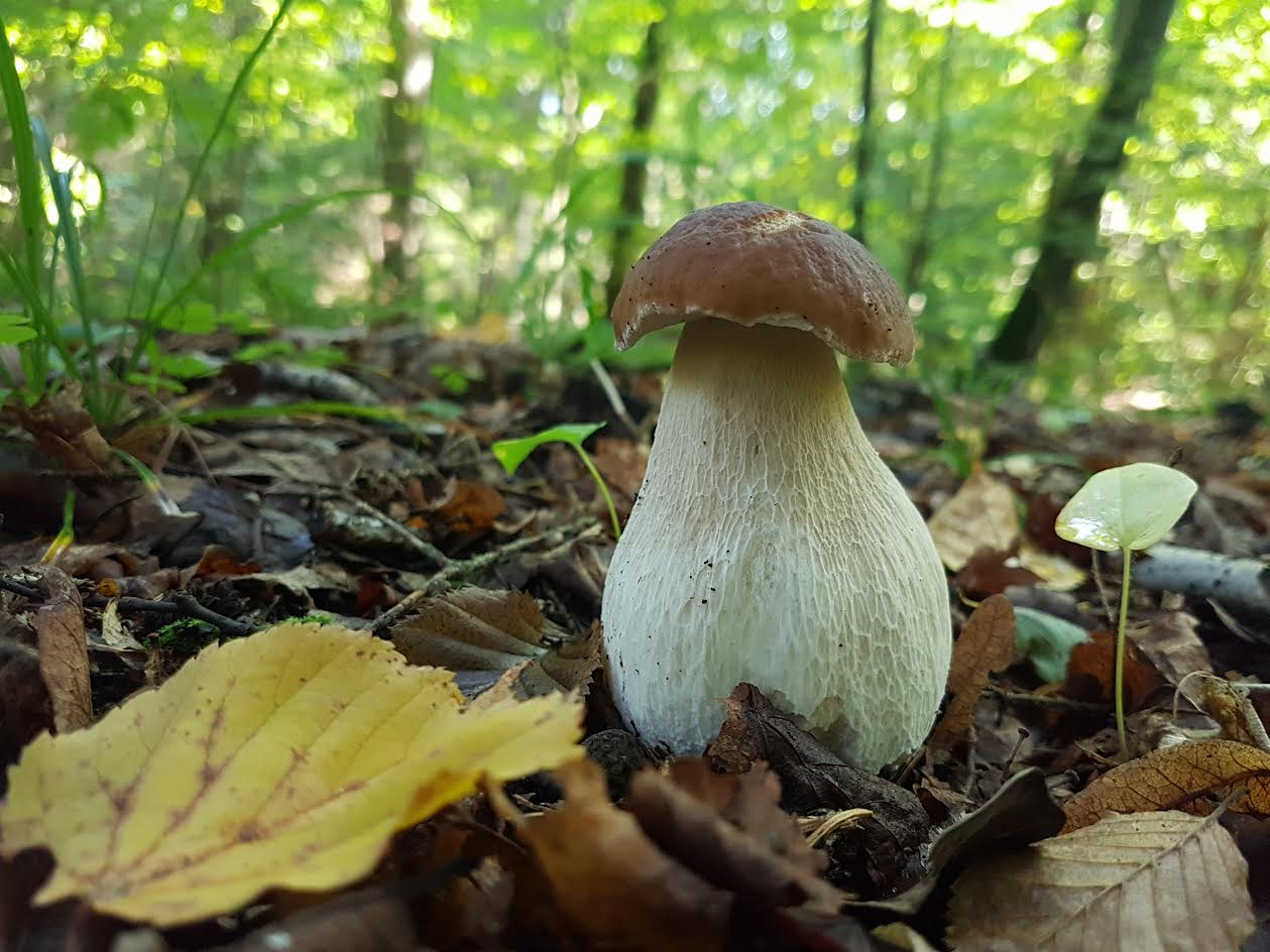 Pole kwiatów